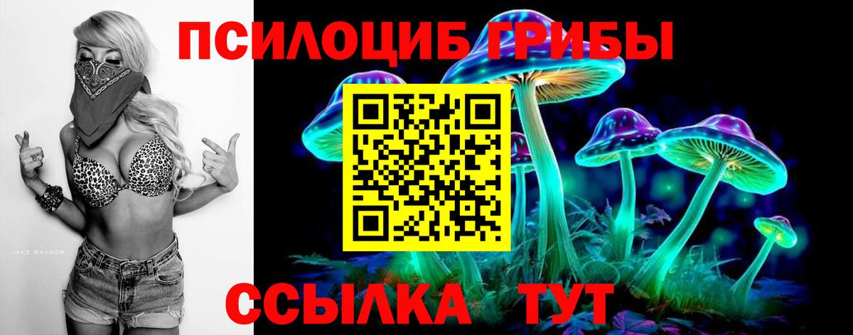 Галлюциногенные грибы Psilocybe  Вход с VPN  Находка 